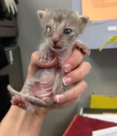 Mouse at three weeks old