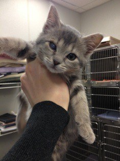 Mouse at three months old