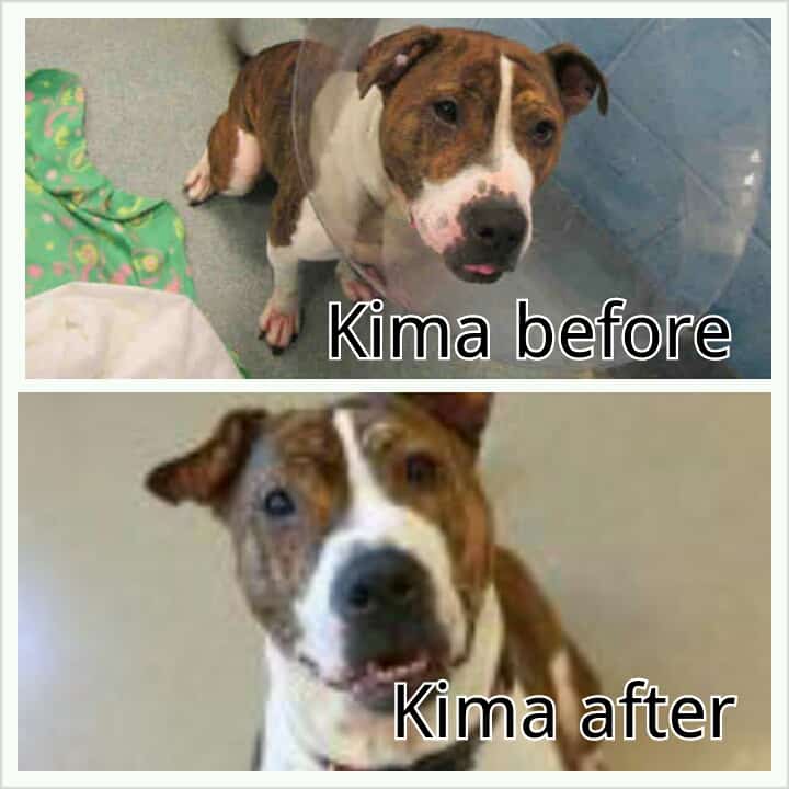 Kima Grid