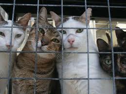 Adult Shelter Cats