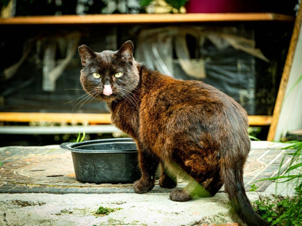 Stray cat eating in the street