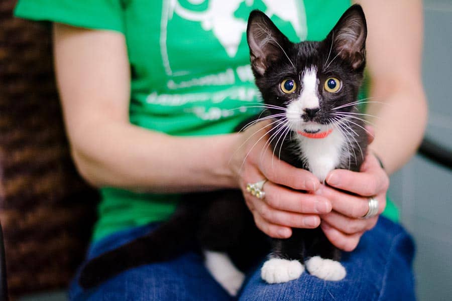 kitten-college-lap