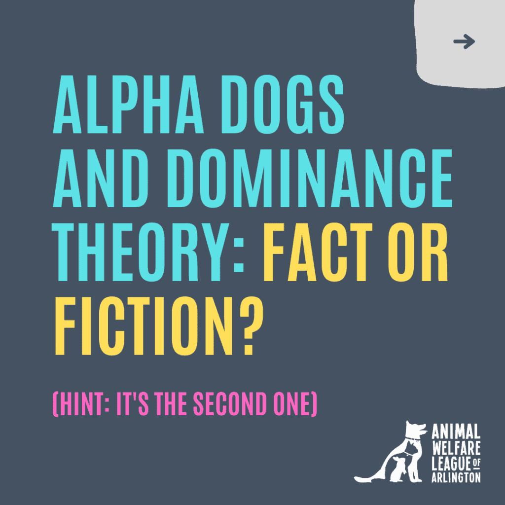 Alpha Dogs & Dominance Theory Fact or Fiction? Animal Welfare League