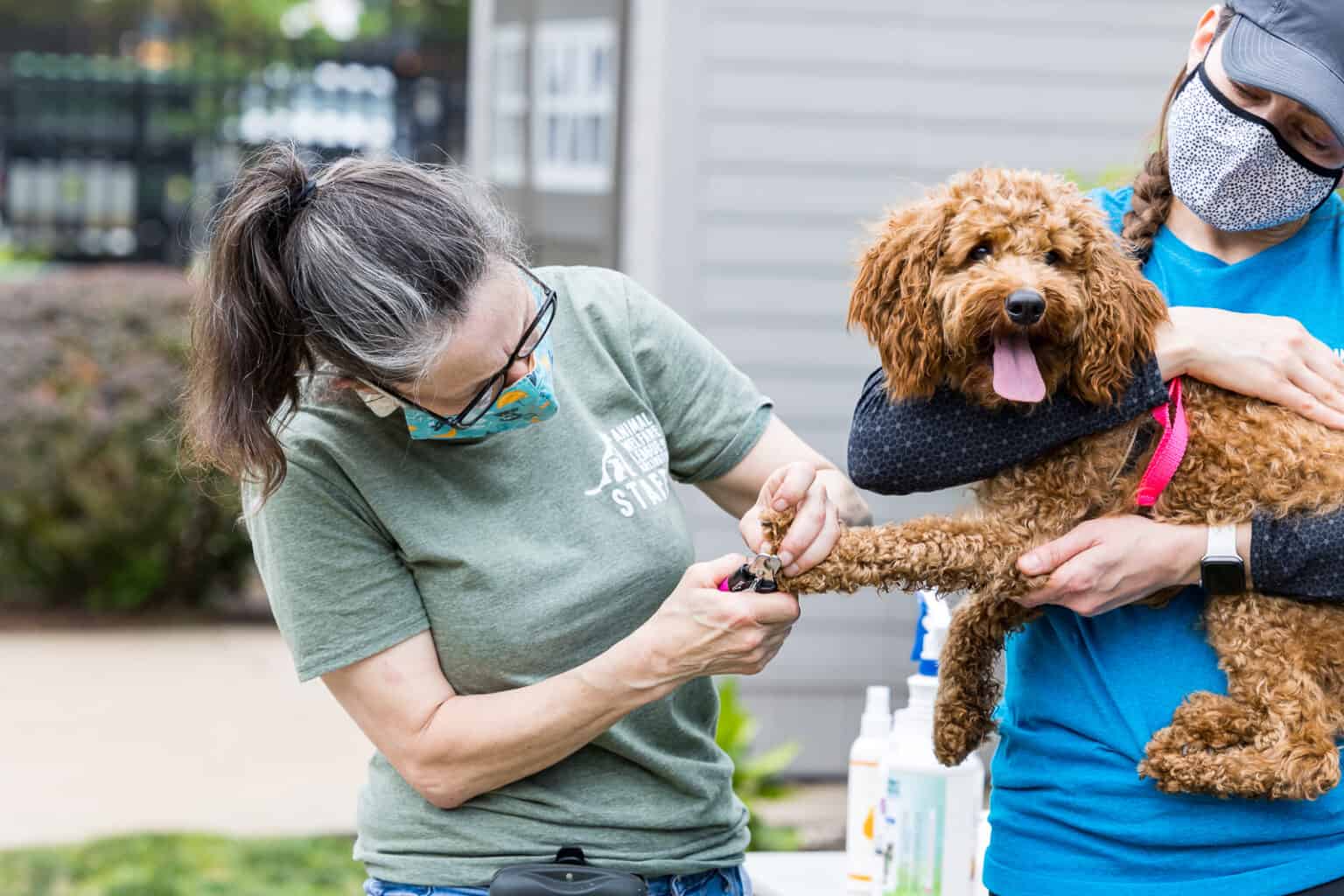 Image showcasing Transforming Lives through Love and Grooming - Animal Welfare League of ...