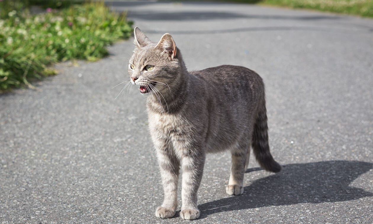What To Do If You Find A Cat Outside Animal Welfare League of Arlington