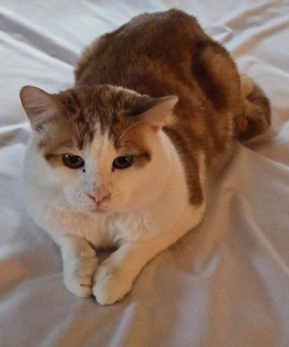 34c46fcc-3dbc-464e-a46e-9079a1b1cd80 34c46fcc-3dbc-464e-a46e-9079a1b1cd80