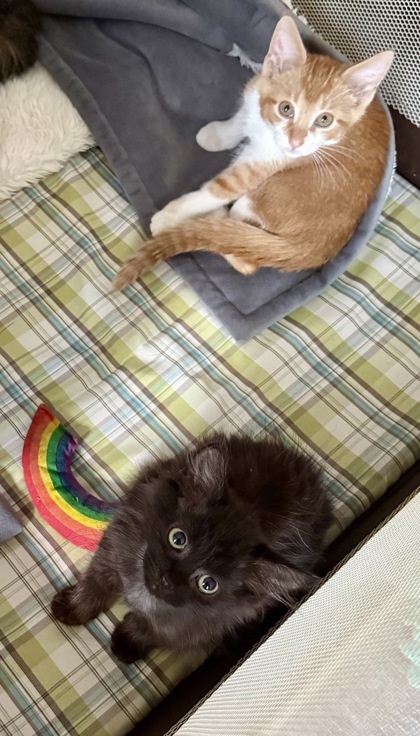 c77a4df1-b3c4-4524-832c-61d926cda583 c77a4df1-b3c4-4524-832c-61d926cda583