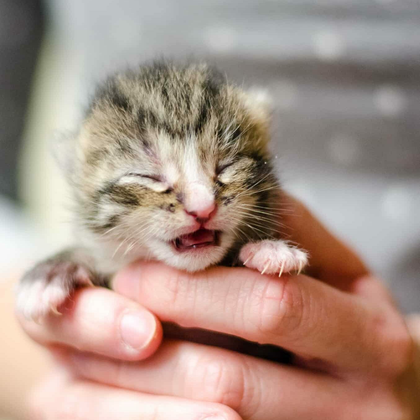 Kittens 20