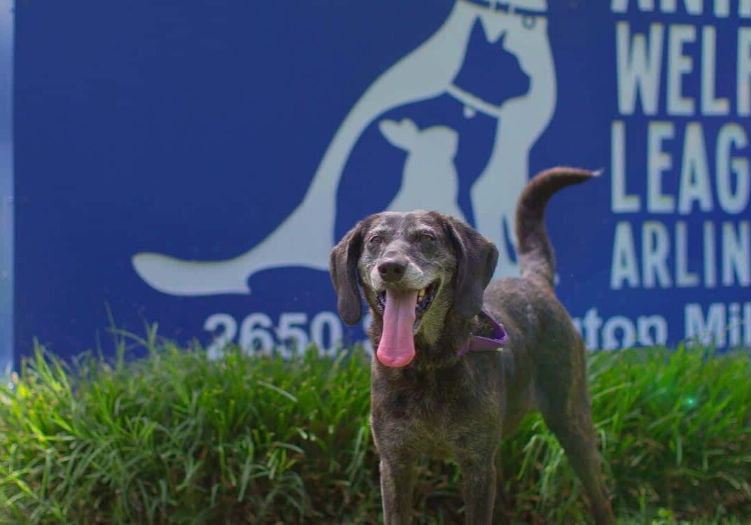 agnes-dog-sign