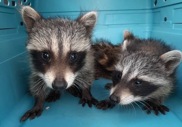 raccoonjuvies